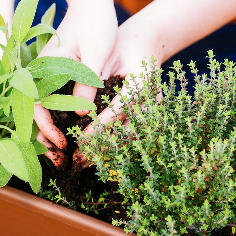 How to Start a Fall Herb Garden