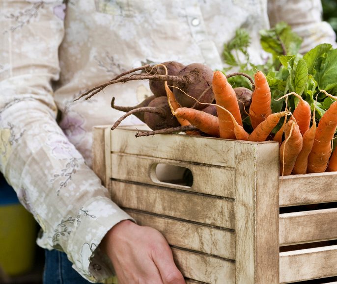 Start a Fall Vegetable Garden