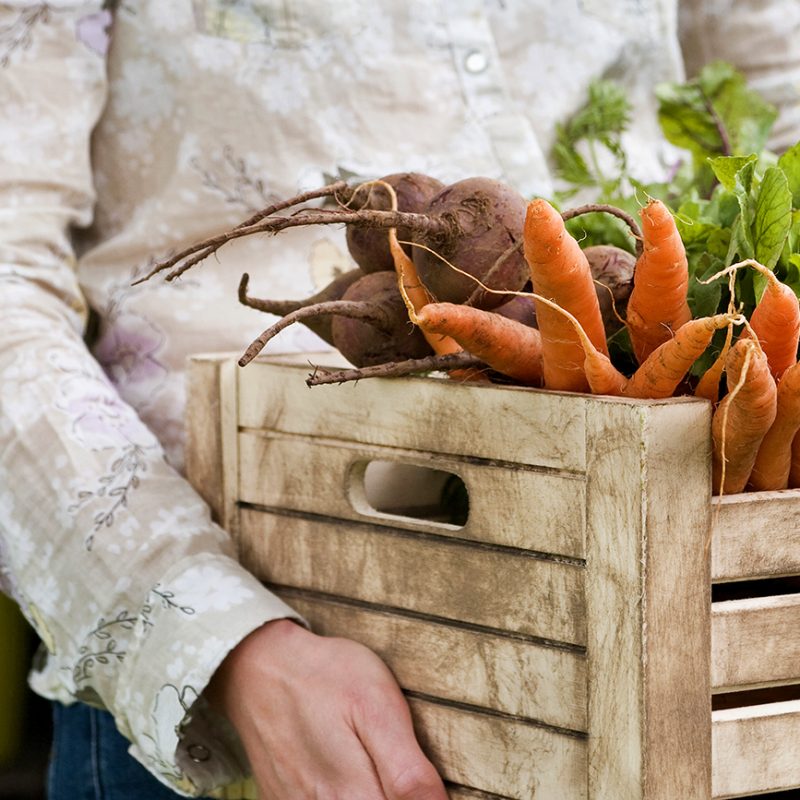 Start a Fall Vegetable Garden