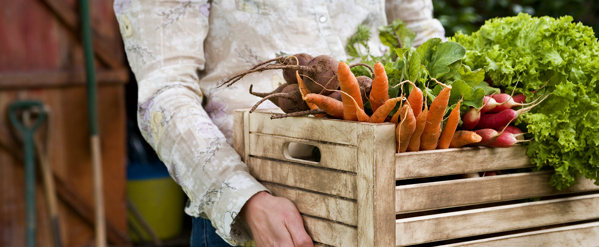 Start a Fall Vegetable Garden