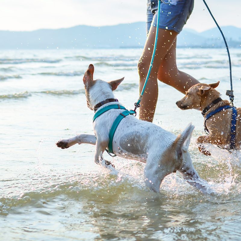 Summer Pet Safety: Hot Weather Tips for Pets