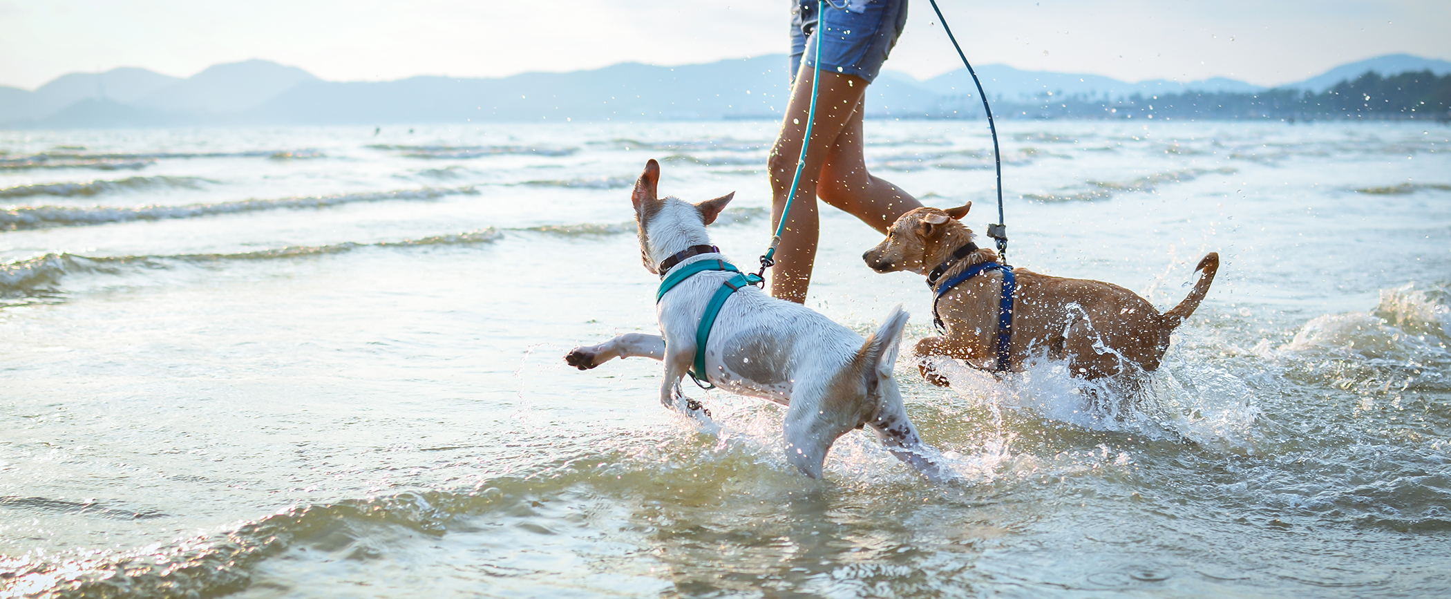 Summer Pet Safety: Hot Weather Tips for Pets