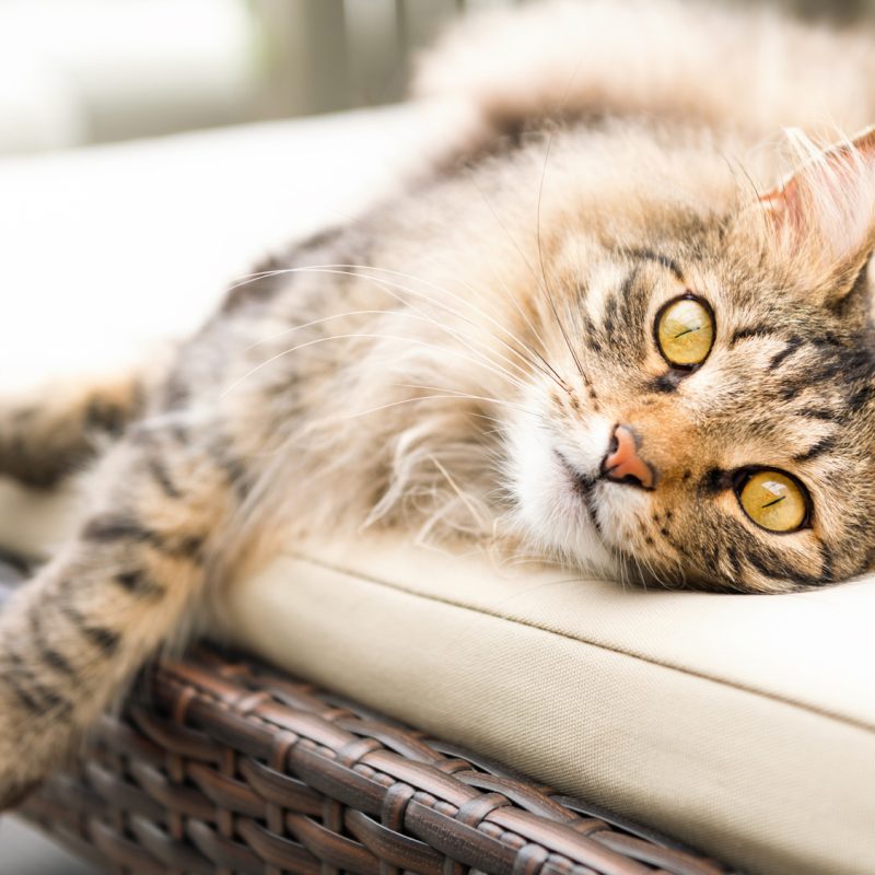 How to Keep Cats off Outdoor Furniture