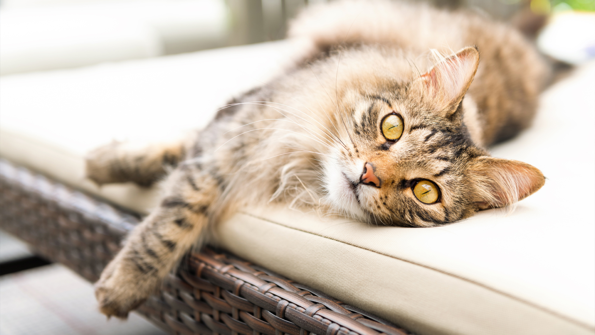 How to Keep Cats Off Your Outdoor Furniture