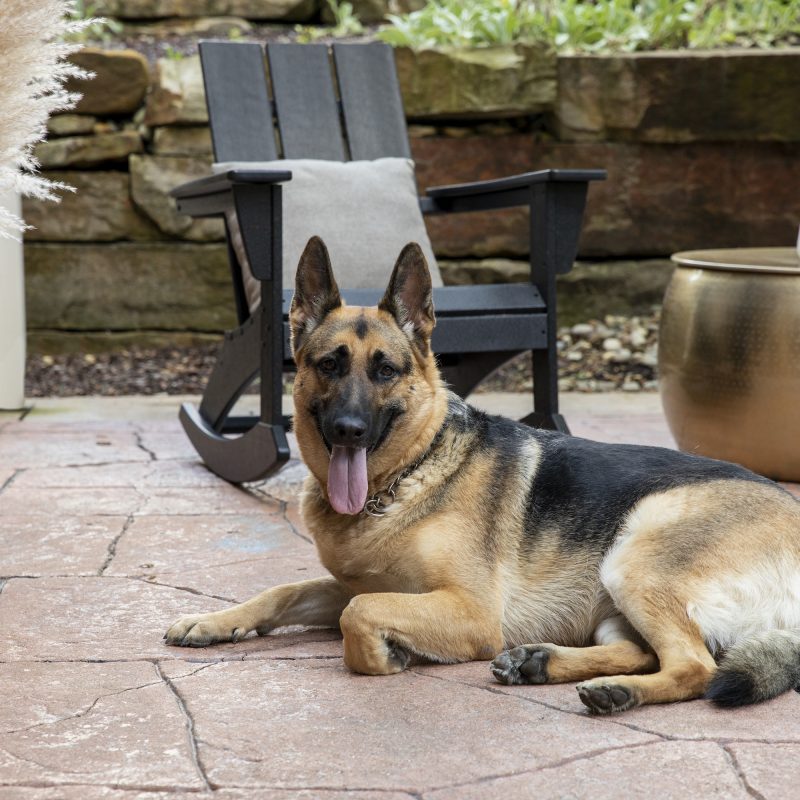 13 Backyard Ideas for Dogs That Get Two Paws Up