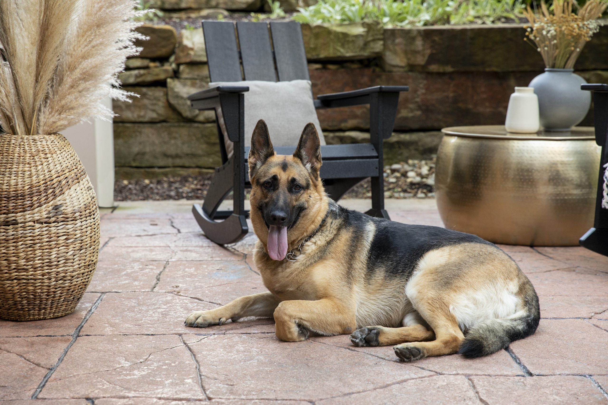 13 Backyard Ideas for Dogs That Get Two Paws Up